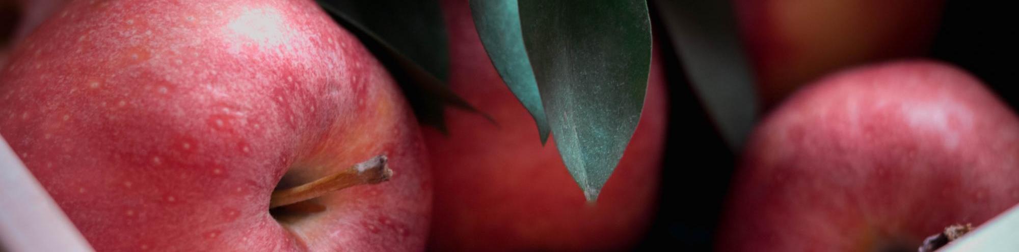 apples